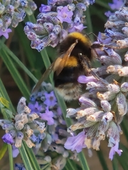Bombus