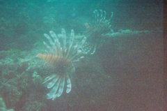 Pterois volitans