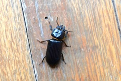 Passalus punctatostriatus