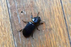 Passalus punctatostriatus