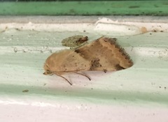 Heliothis