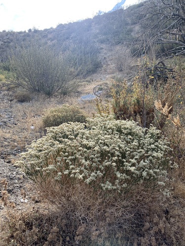 Eriogonum heermannii var. heermannii