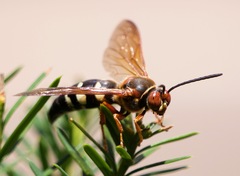 Sphecius speciosus