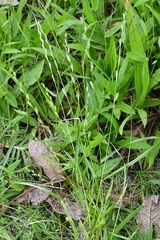 Lolium perenne perenne