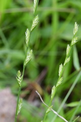 Lolium perenne perenne