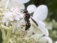 Parancistrocerus pedestris