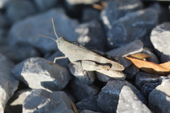 Oedipoda germanica