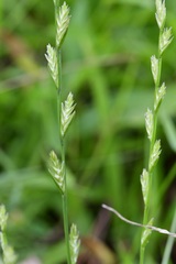 Lolium perenne perenne