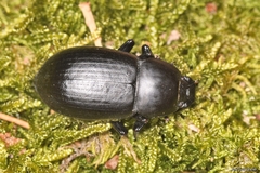 Coelometopus clypeatus