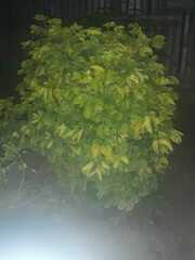 Polyscias scutellaria