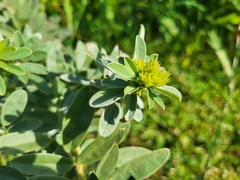 Lespedeza capitata