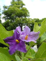 Solanum wrightii