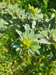 Lespedeza capitata