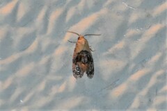Eugnosta erigeronana