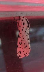 Hypercompe permaculata