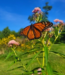 Danaus plexippus