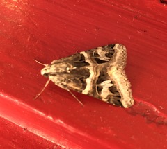 Drasteria mirifica