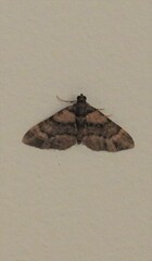 Eucymatoge
