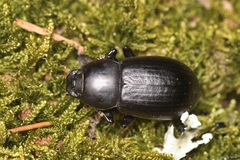 Coelometopus clypeatus