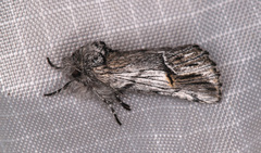 Ursia noctuiformis