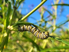 Danaus plexippus
