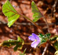 Erodium cygnorum