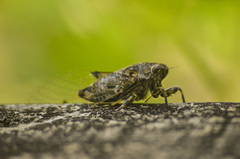 Amphipsalta zelandica