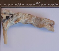 Malleus albus