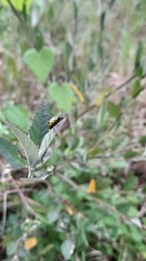 Calligrapha pantherina
