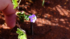 Erodium cygnorum