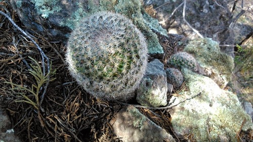 Mammillaria mercadensis