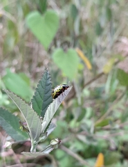 Calligrapha pantherina