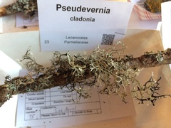 Pseudevernia cladonia