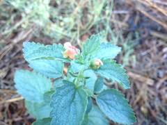 Scrophularia grandiflora