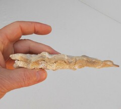 Malleus albus
