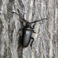 Prionus insularis insularis