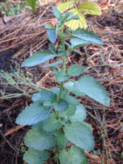 Scrophularia grandiflora