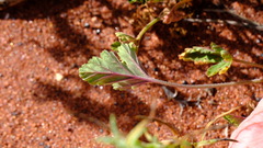 Erodium cygnorum