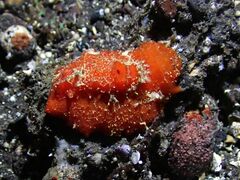 Sclerodoris tuberculata