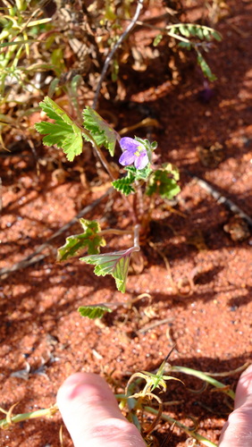 Image of Erodium cygnorum by (c) Peter Crowcroft, some rights reserved (CC BY)
