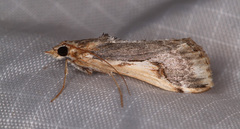 Loxostege albiceralis