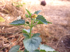 Scrophularia grandiflora