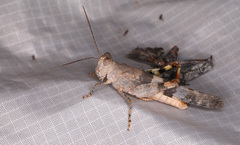 Trimerotropis californica