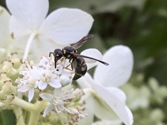 Parancistrocerus pedestris