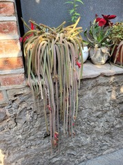 Aporocactus flagelliformis