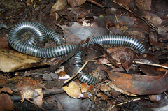 Acladocricus