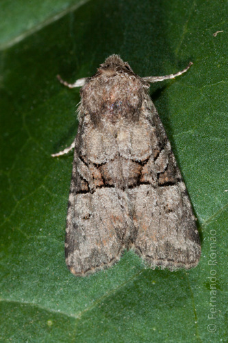 Rosy Minor