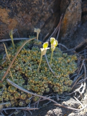 Draba pterosperma