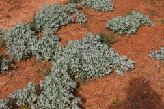 Atriplex holocarpa