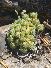 Draba pterosperma